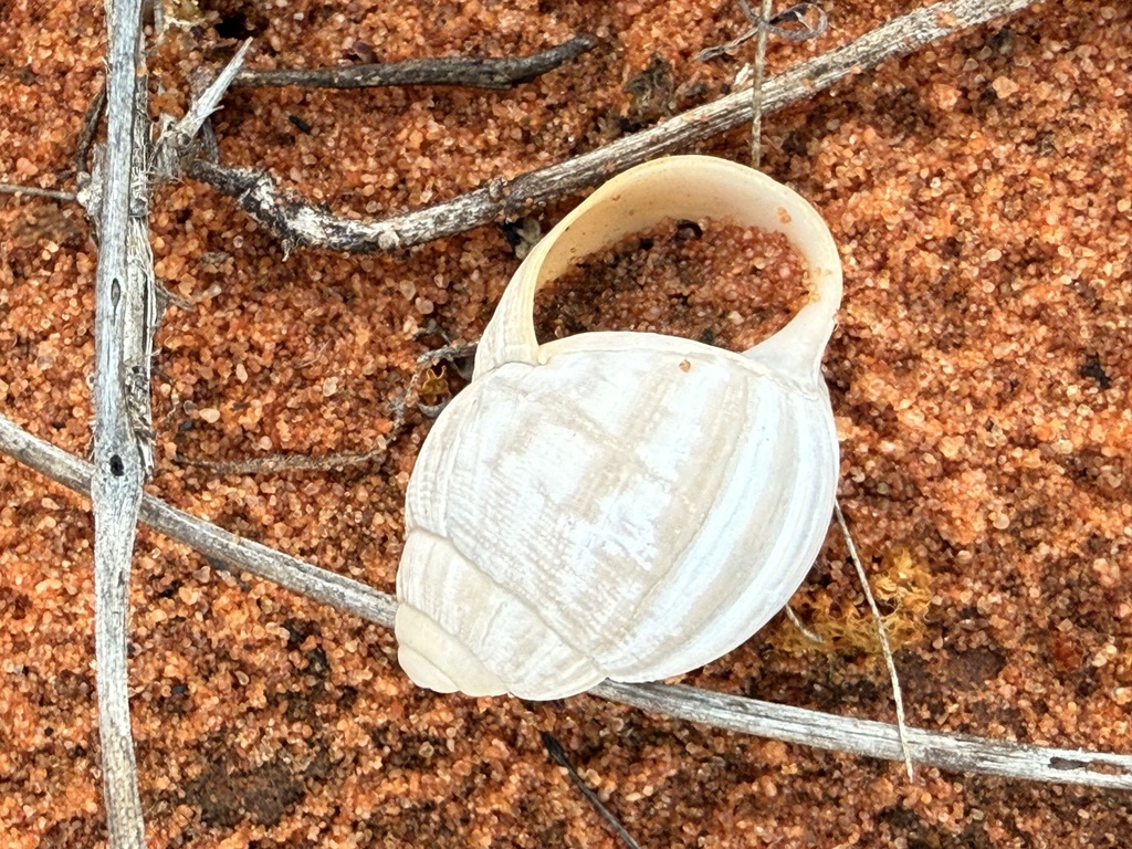 Bothriembryon onslowi