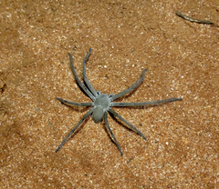 Isopedella saundersi