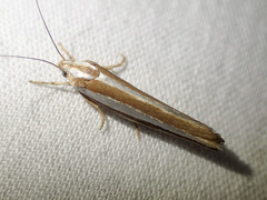 Catoryctis subparallela