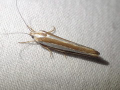 Catoryctis subparallela