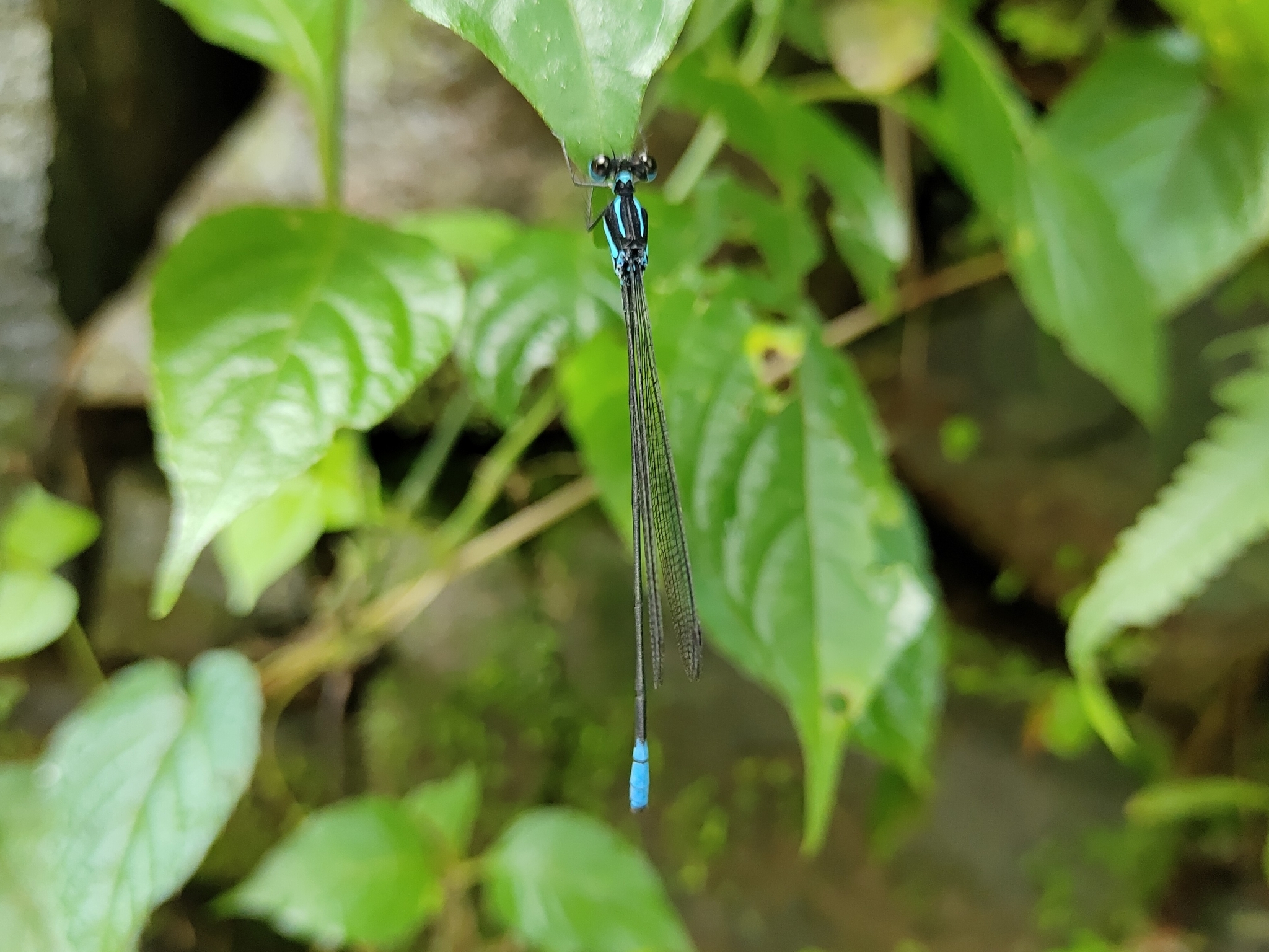 Myristica Bambootail