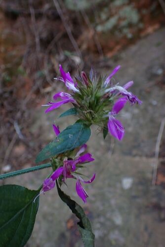 Dicliptera clinopodia, photograph 6