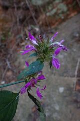 Dicliptera clinopodia, photograph author not stated, no rights reserved