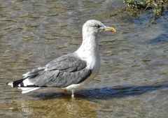 Larus fuscus