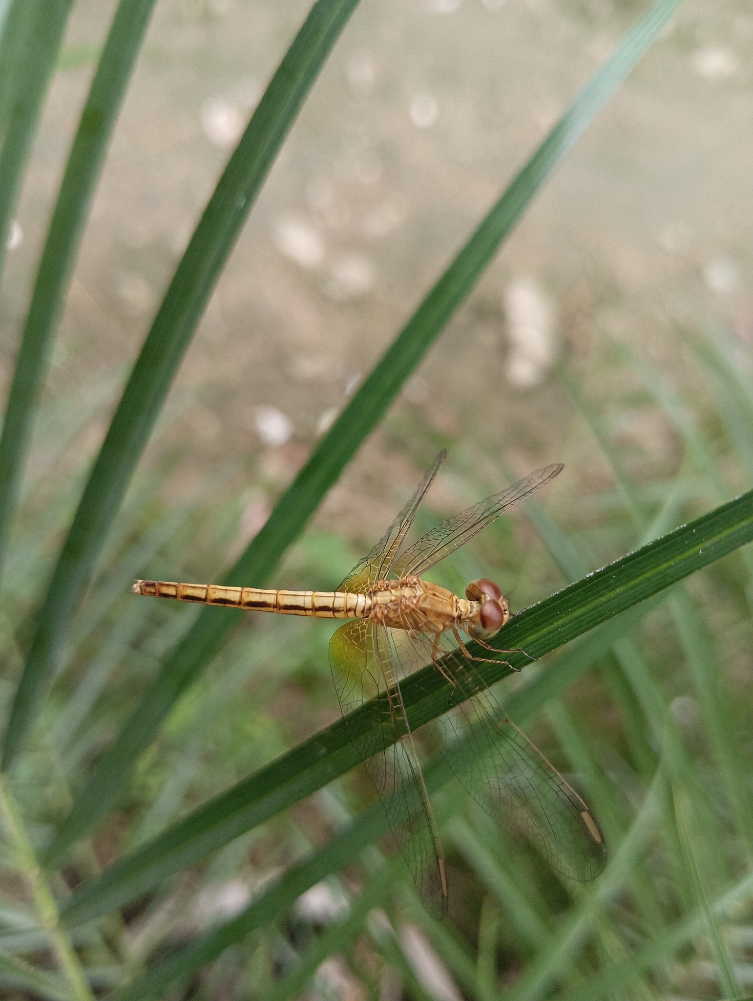 Ruddy Meadow Skimmer