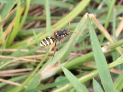 Nomada marshamella