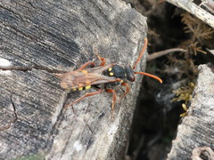 Nomada marshamella