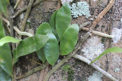 Microgramma nitida
