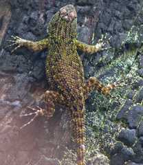Merendon Emerald Spiny Lizard photo 3