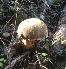 Xerocomellus mendocinensis