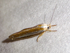 Catoryctis subparallela