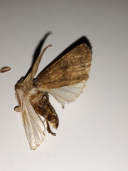 Agrotis bigramma