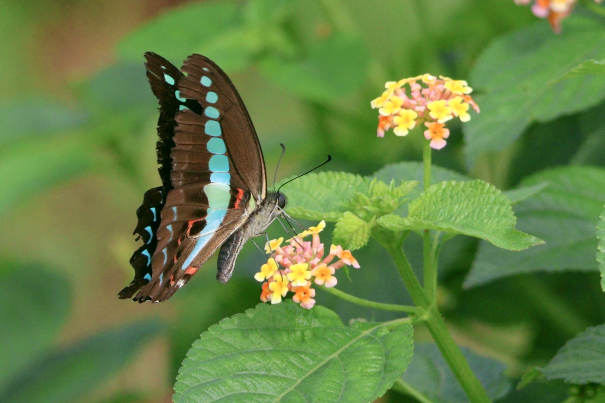 Narrow-Banded Bluebottle