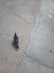 Columba livia domestica