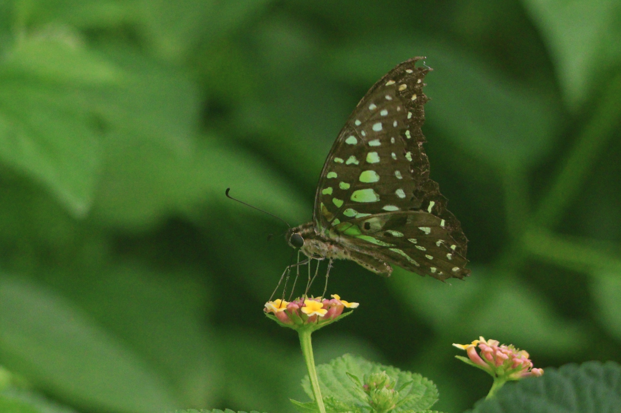 Tailed Jay