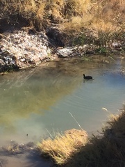 Anas crecca carolinensis