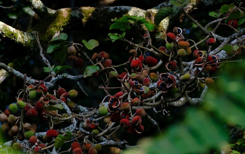 Sterculia dawei Sprague