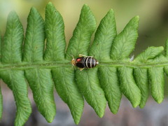 Ditropis pteridis