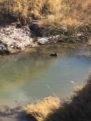 Anas crecca carolinensis