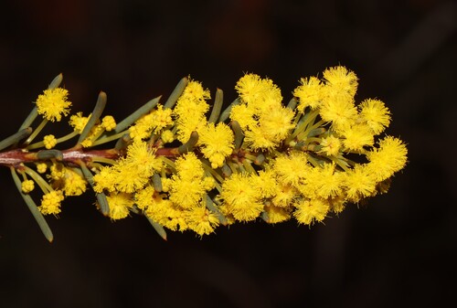 Acacia sulcata, 2025-07-27