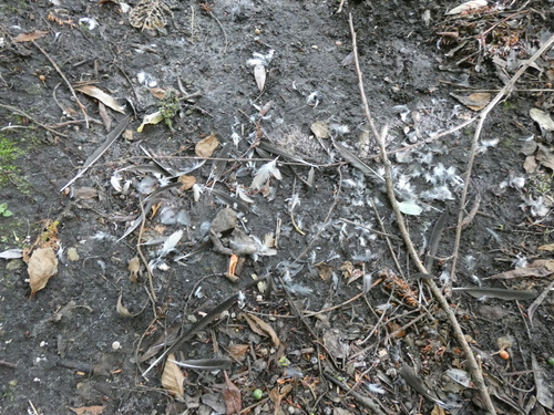 Plume de Hirondelle rustique