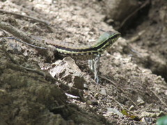 Ameiva atrigularis