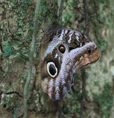 Caligo idomeneus
