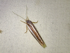 Catoryctis subparallela