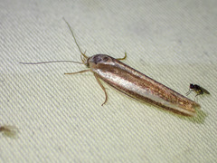 Catoryctis subparallela