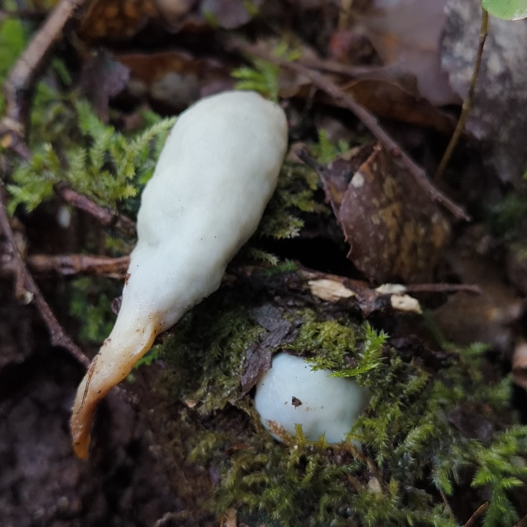 Clavogaster virescens · July 2025 · photo: © zedt (iNaturalist, cc-by)