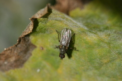 Coenosiinae