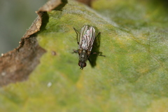 Coenosiinae