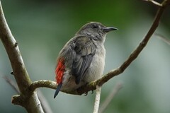 Scarlet-Backed Flowerpecker photo 2