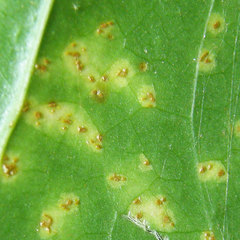 Puccinia smilacis