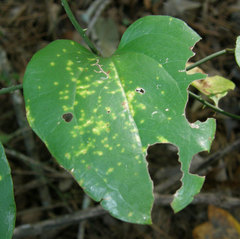 Puccinia smilacis