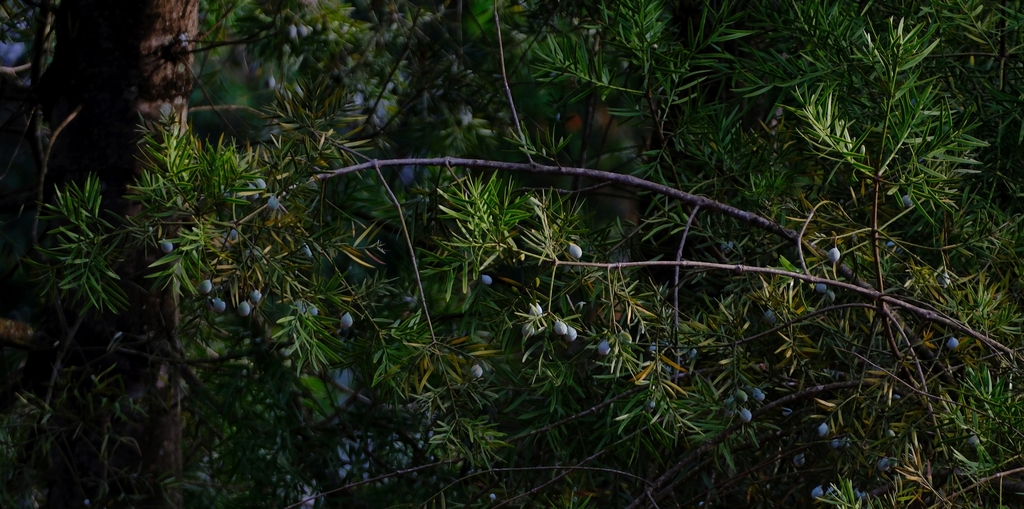 Afrocarpus dawei
