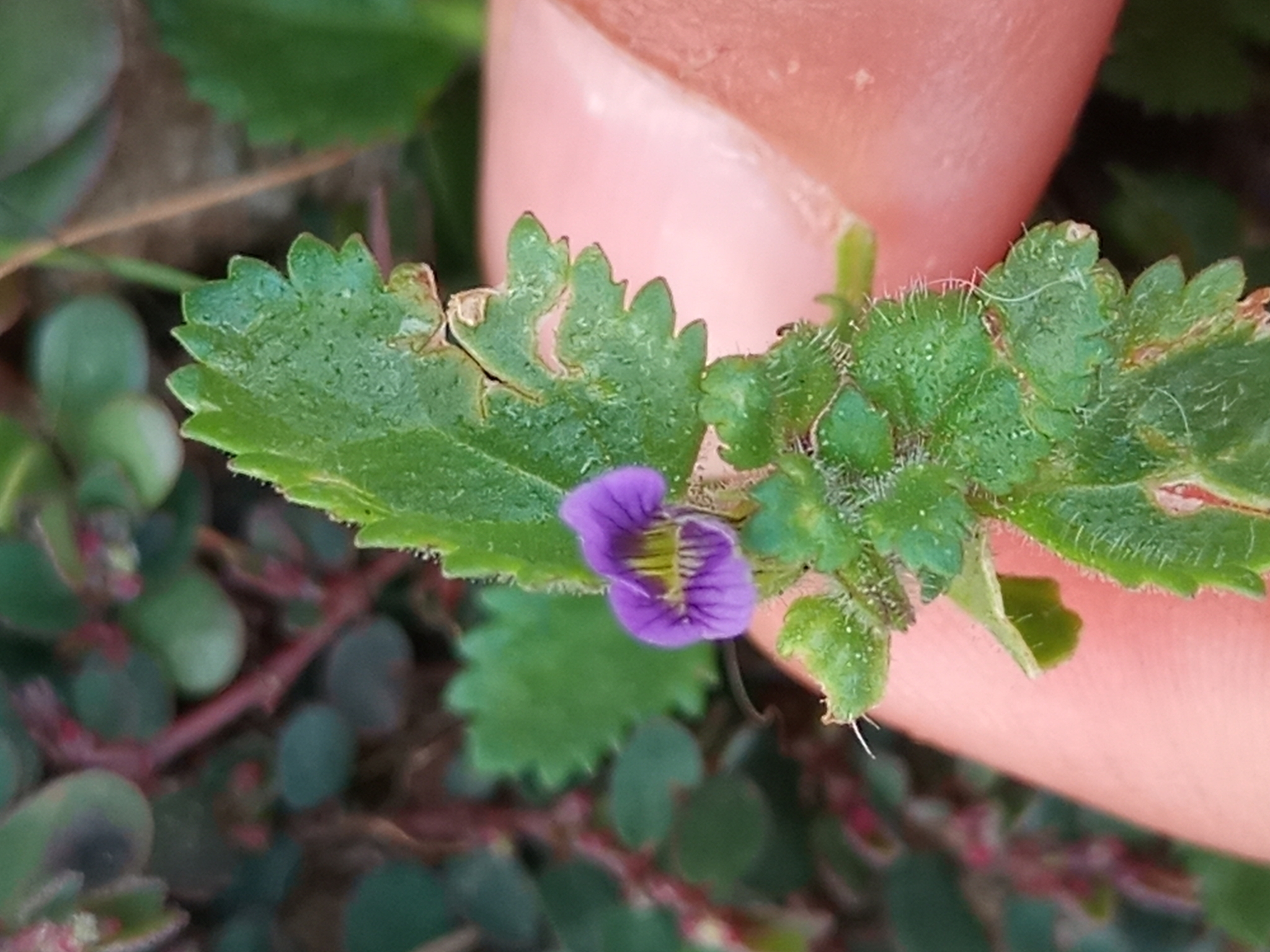 Stemodia verticillata