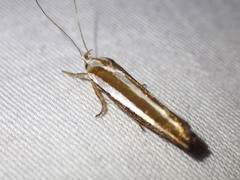 Catoryctis subparallela