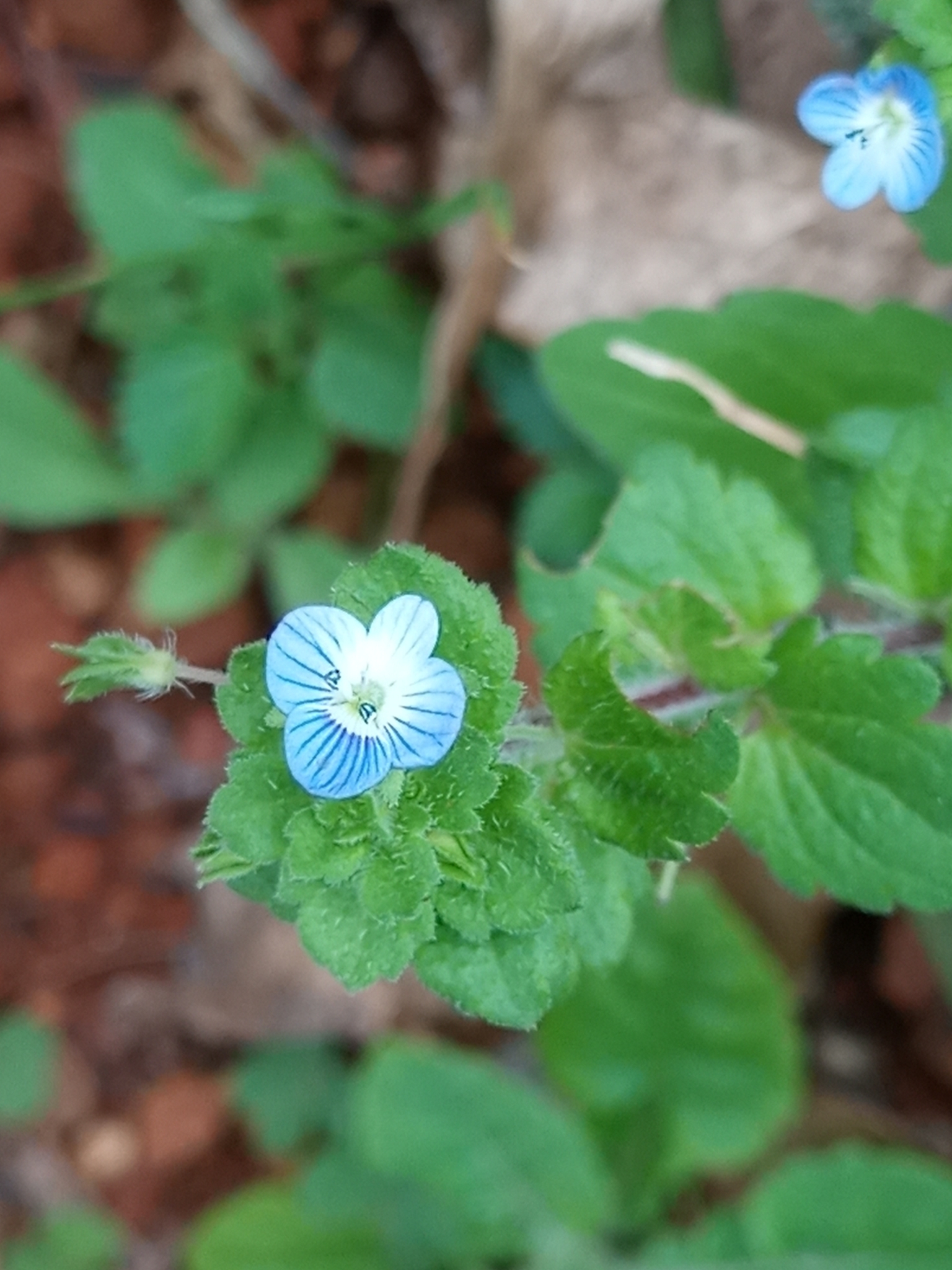 Veronica persica