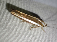 Catoryctis subparallela