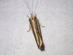 Catoryctis subparallela