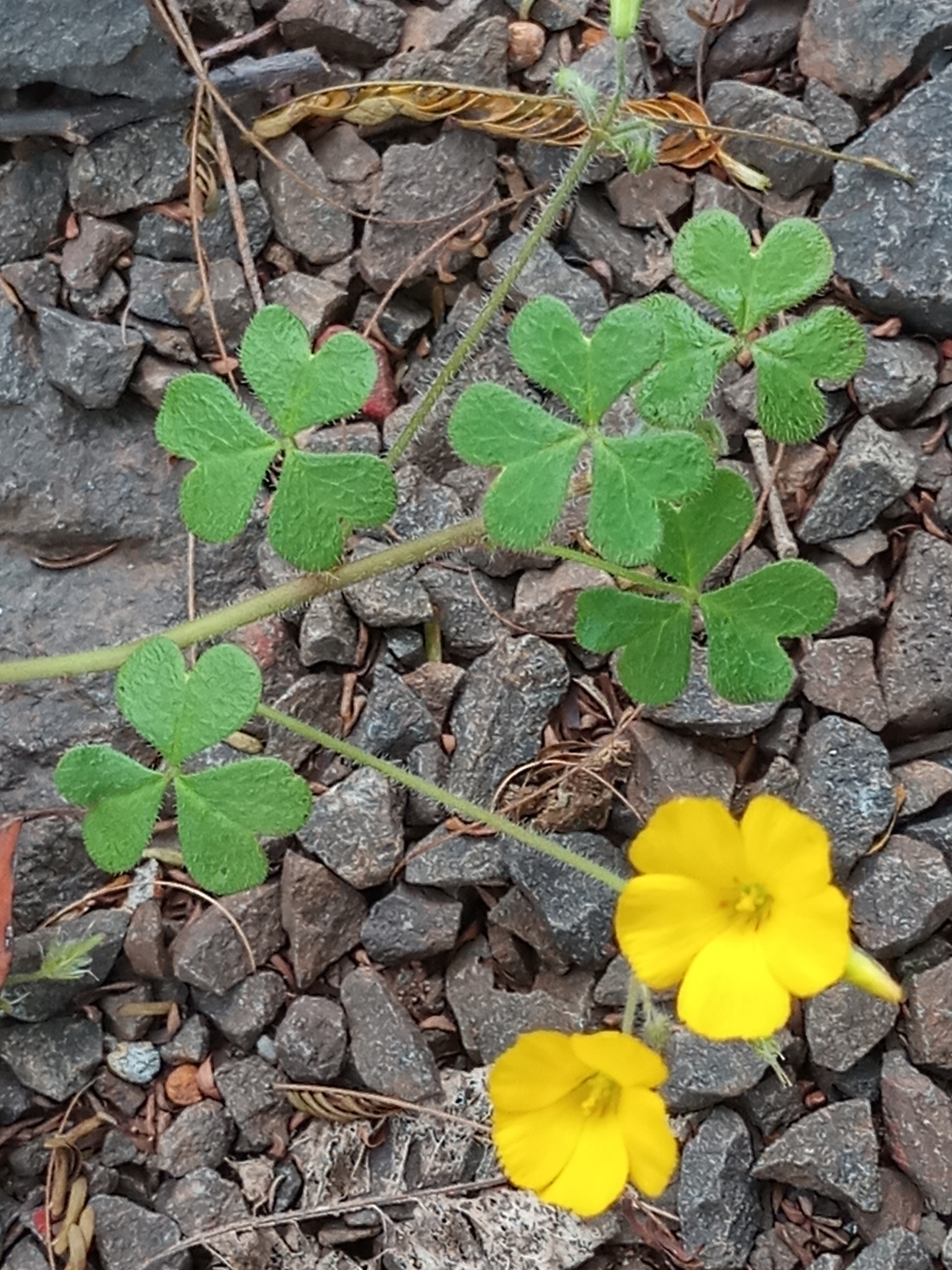 Oxalis conorrhiza