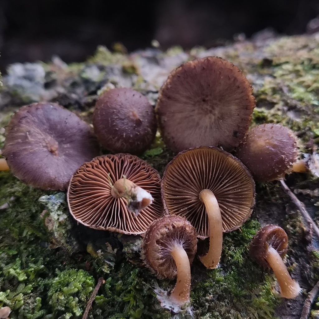 Psathyrella echinata · July 2025 · photo: © zedt (iNaturalist, cc-by)
