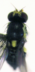 Liriomyza watti