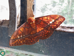 Procitheronia principalis