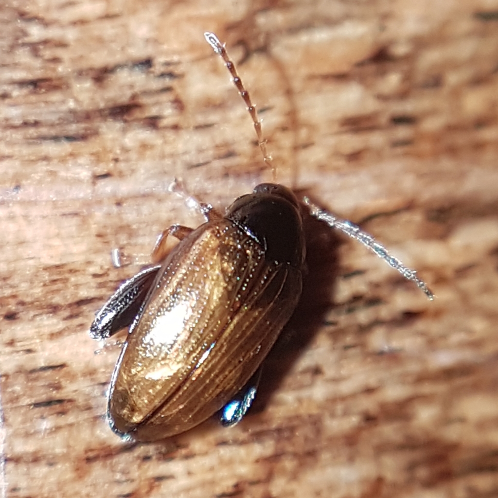 Cabbage-stem Flea Beetle