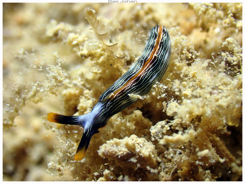 Photo of Graceful thuridilla (Thuridilla gracilis)