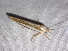 Catoryctis subparallela