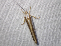 Catoryctis subparallela