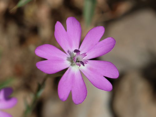 rose silene (Silene coeli-rosa)